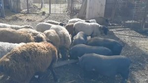 Выгульное содержание диких кабанов в домашних условиях