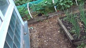 саженцы  персика  в  сибири