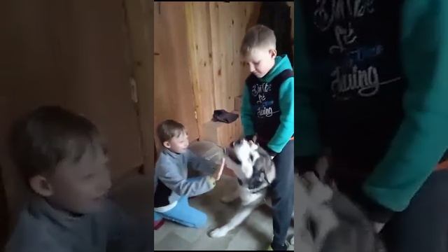 Хаски встречает ВНУКОВ! смотреть онлайн