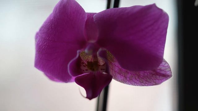 Orchid 8K. Орхидея 8К