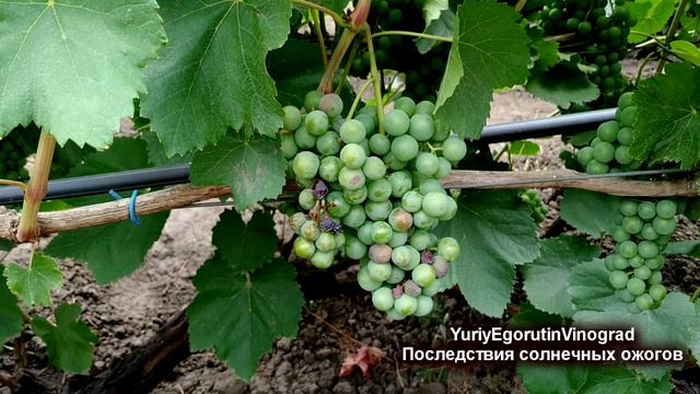 ? И это не болезнь. Почему иногда пропадают целые грозди винограда? Гнили и ожоги ягод. смотреть онлайн