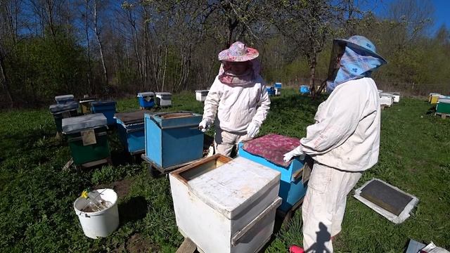 Когда делать отводки и как делать отводки от основных семей.