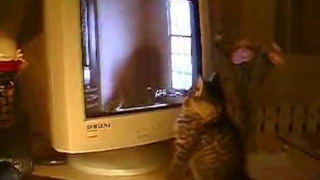 Can't touch. [category:pet cat] смотреть онлайн