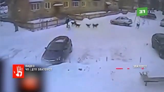 Стая бродячих собак напали на ребенка смотреть онлайн