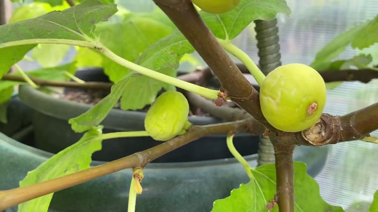Выращивание инжира в горшке. смотреть онлайн
