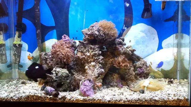 25 gal reef feeding anemone смотреть онлайн