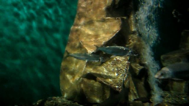 Исток Ангары, музей Байкала в Листвянке, Тальцы смотреть онлайн