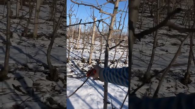 Обрізка яблуні сорт Целесте,підщепа м9 смотреть онлайн