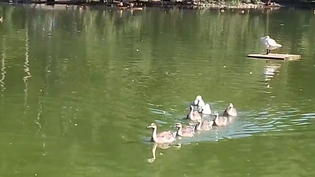 На лебедином озере.. смотреть онлайн