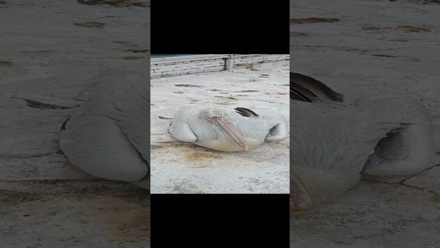 Пеликан смотреть онлайн