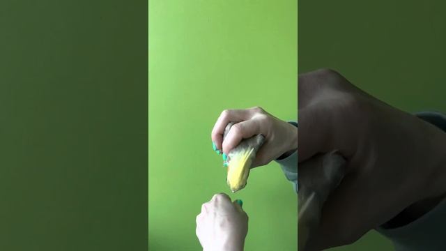 Птенец - выкормыш Корелл. Окрасы Корелл смотреть онлайн