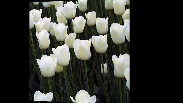 #Тюльпаны23 #Цветы для сада и бизнеса от Ольги Шевчук смотреть онлайн