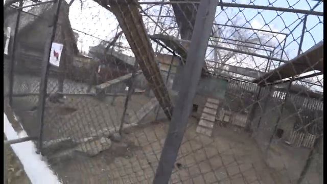 Читинский зоопарк. 27.04.2019 смотреть онлайн