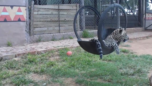 Swinging little leopard @ Cheetah Experience, Bloemfontein, South Africa.. смотреть онлайн