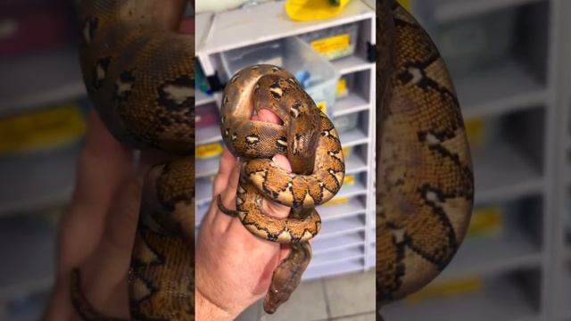 #snake #reptiles #retic #black #animals #breeding #ballpython #python #pets #ball ???? смотреть онлайн