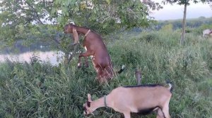 Коза породы Камори