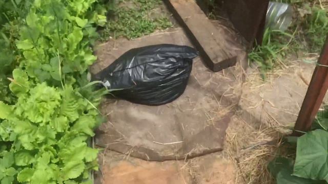 🇺🇦Сею Огурцы на Второй оборот  (15.06.23)