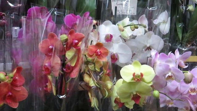 ОРХИДЕЙНОЕ ЦАРСТВО ОЛЕГА!!!!ОПЯТЬ СУПЕР ВЫБОР!!!! смотреть онлайн