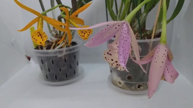 Мои bc. Yellow bird и уход за ними смотреть онлайн
