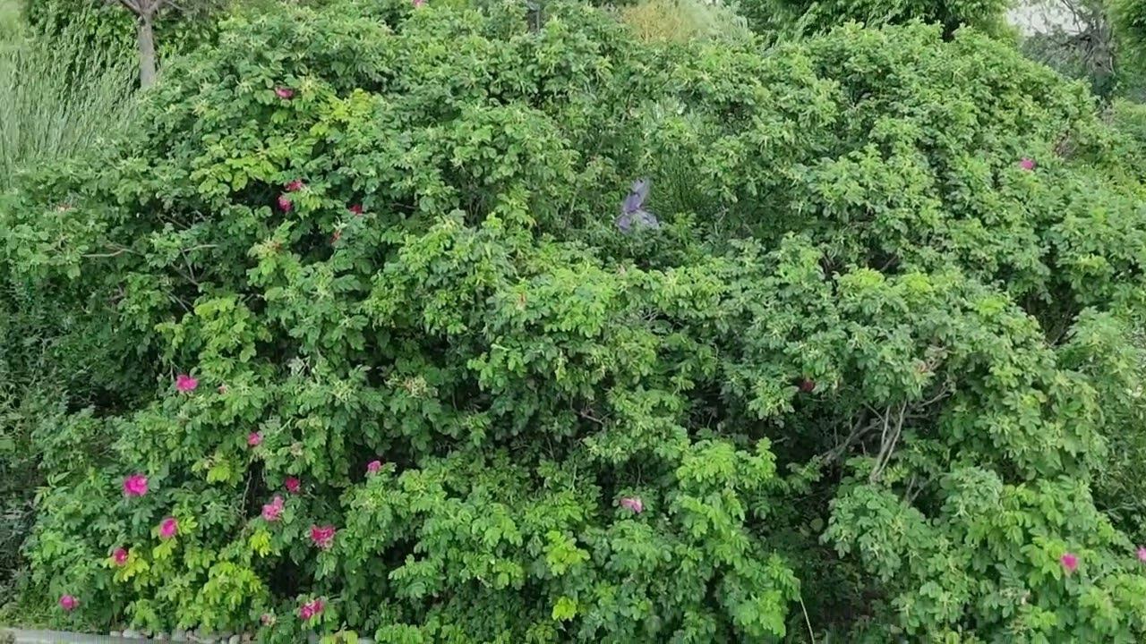 Москва смотреть онлайн