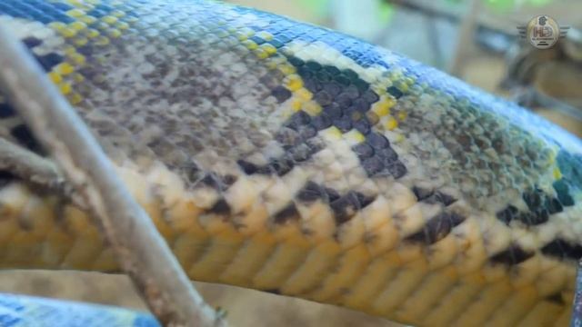 Who is -Real Fighter- between Python Vs Alligator | Python's info | Burmese Python смотреть онлайн
