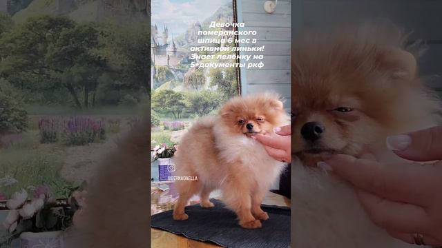 девочка 6 мес померанского шпица❤ 89031200386☎ смотреть онлайн