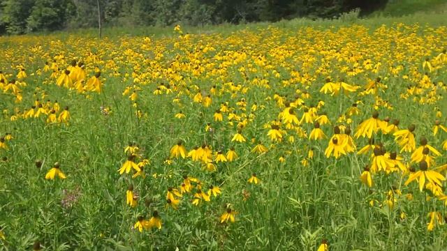 Yellow Coneflower - Ratibida pinnata blooming at Ion Exchange смотреть онлайн