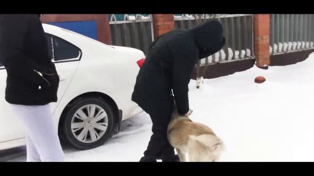 Дача Нормально смотреть онлайн