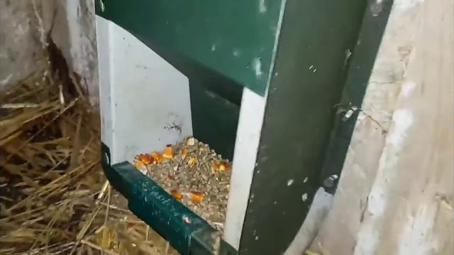 Кролики Окрол крольчихи смотреть онлайн