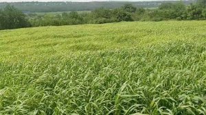 Как выглядит травостой суданской травы при норме высева 100-110 кг на гектар?