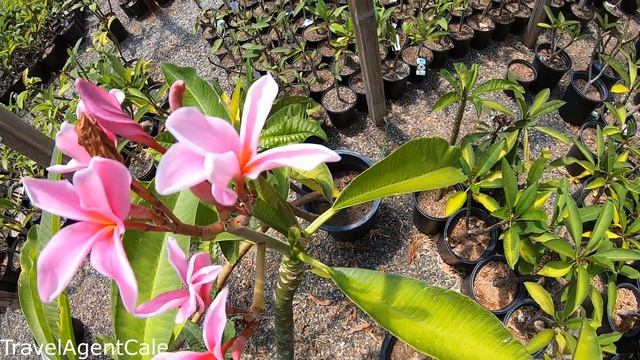 Jungle Jacks Plumeria Nursery & Greenhouse - Full Tour - 1,000+ Plumeria's + Frangipani!