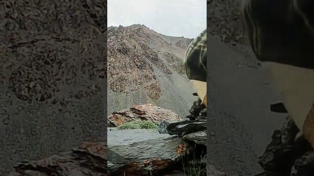 Marco polo argali sheep(ارگالی بھیڑوں) sighted смотреть онлайн