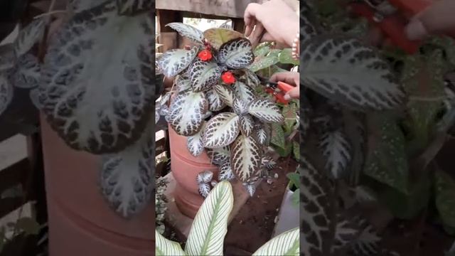 Como fazer Muda Das Folhas do Tapete De Rainha смотреть онлайн