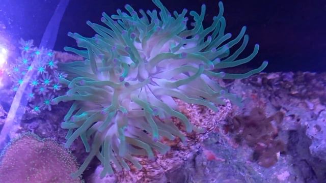 Anêmona Passiflora Haitiana (Condylactis Gigantea) смотреть онлайн