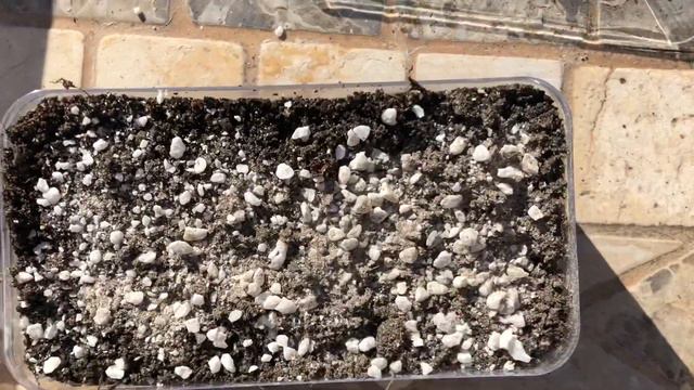 Growing Lithops from Seed Small greenhouse смотреть онлайн