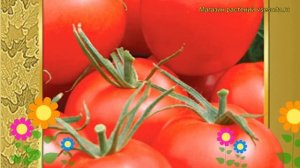 Томат сортовой Отрадный. Краткий обзор, описание характеристик, где купить семена Otradnyy