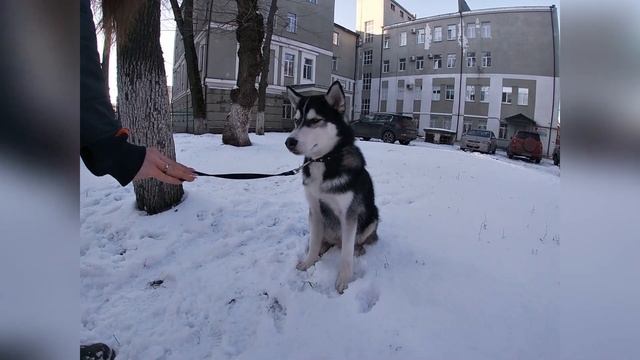 Дрессировка щенка хаски. Хаул - 5 мес. смотреть онлайн