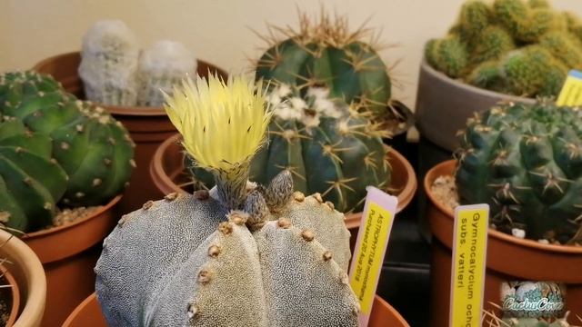 Astrophytum myriostigma Cactus in Flower | First Flower of the Season! JUNE 2020 смотреть онлайн