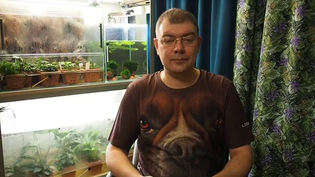 Золотая рыбка (Carassius auratus) - Аквариумные тропические рыбы № 8 смотреть онлайн