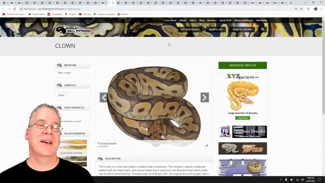 The Potential of the 'Pied' Ball Python смотреть онлайн