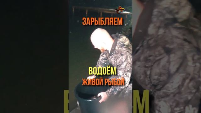Такому карпу хоть имя давай Зарыбление пруда крупным карпом #shorts смотреть онлайн