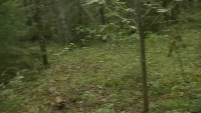 Дары леса смотреть онлайн