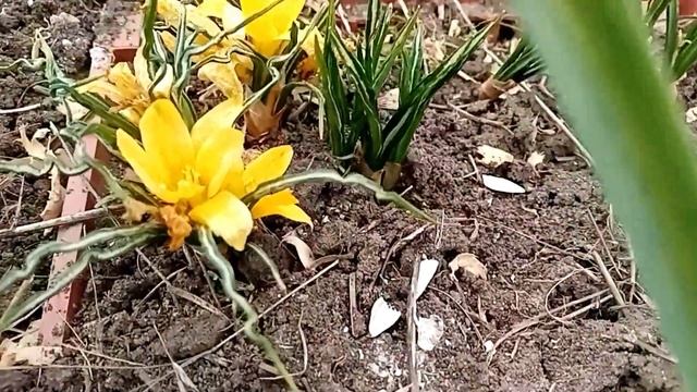 Краснодарский край зацветают первоцветы. смотреть онлайн