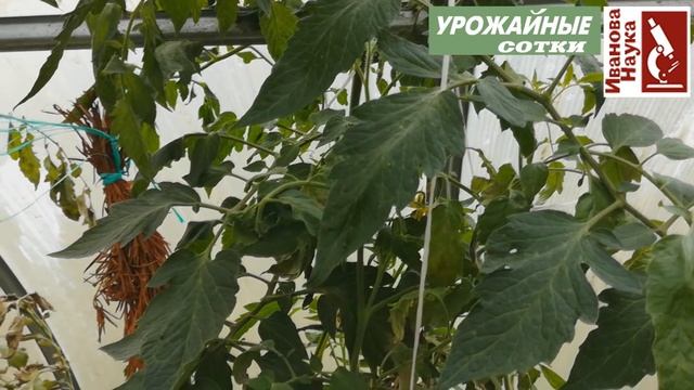 Культура томата завершена. Что делать дальше? Ботву томатов и картофеля - в дело! смотреть онлайн