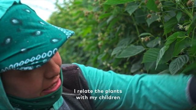 The Harvester | Driscoll's One Family смотреть онлайн