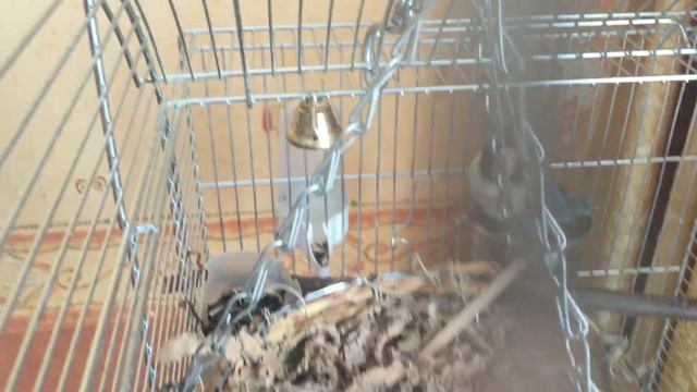 Попугай строит гнездо