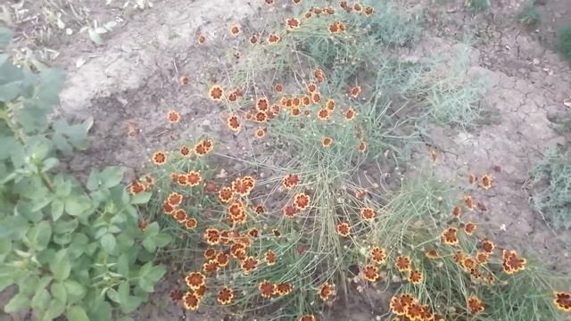Космидиум в грядке. смотреть онлайн