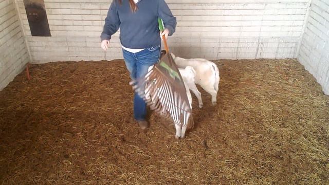 Starting a Cowdog | Day 2/100 | PT Cotton | AY Cowbred Border Collies смотреть онлайн