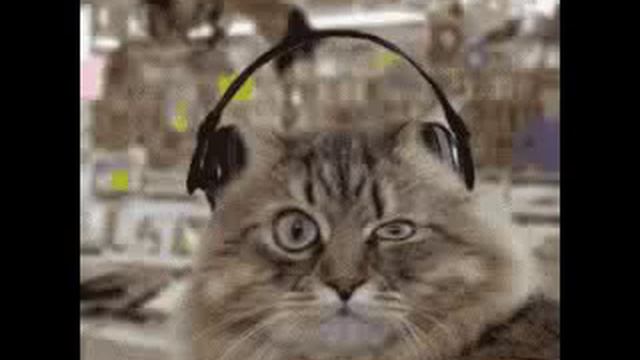 приколы коты любят музон смотреть онлайн