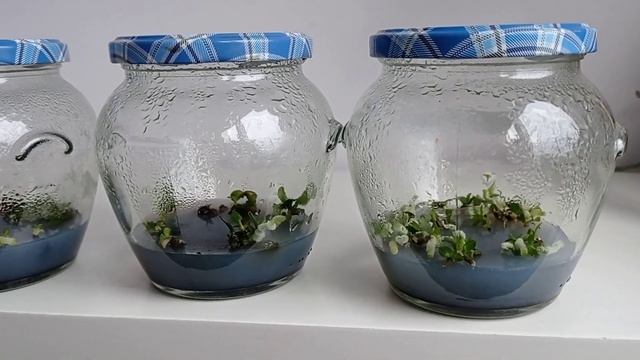 ВЫРАЩИВАНИЕ ОРХИДЕЙ ИЗ СЕМЯН! смотреть онлайн